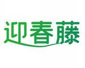 迎春藤 